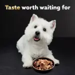 Cesar Classic Loaf in Sauce Wet Dog Food Variety Pack, 3.5 oz., 48 ct. - Image 3