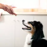 Milk-Bone, Chicken Recipe, Soft & Chewy Dog Snacks, 37 oz. - Image 3