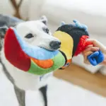 P.L.A.Y. Paradise Paws Dog Toy Bundle, 3 pk. - Image 8