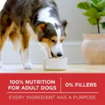 Purina ONE SmartBlend Natural Lamb and Rice, Adult Dry Dog Food, 44 lbs. - Image 4
