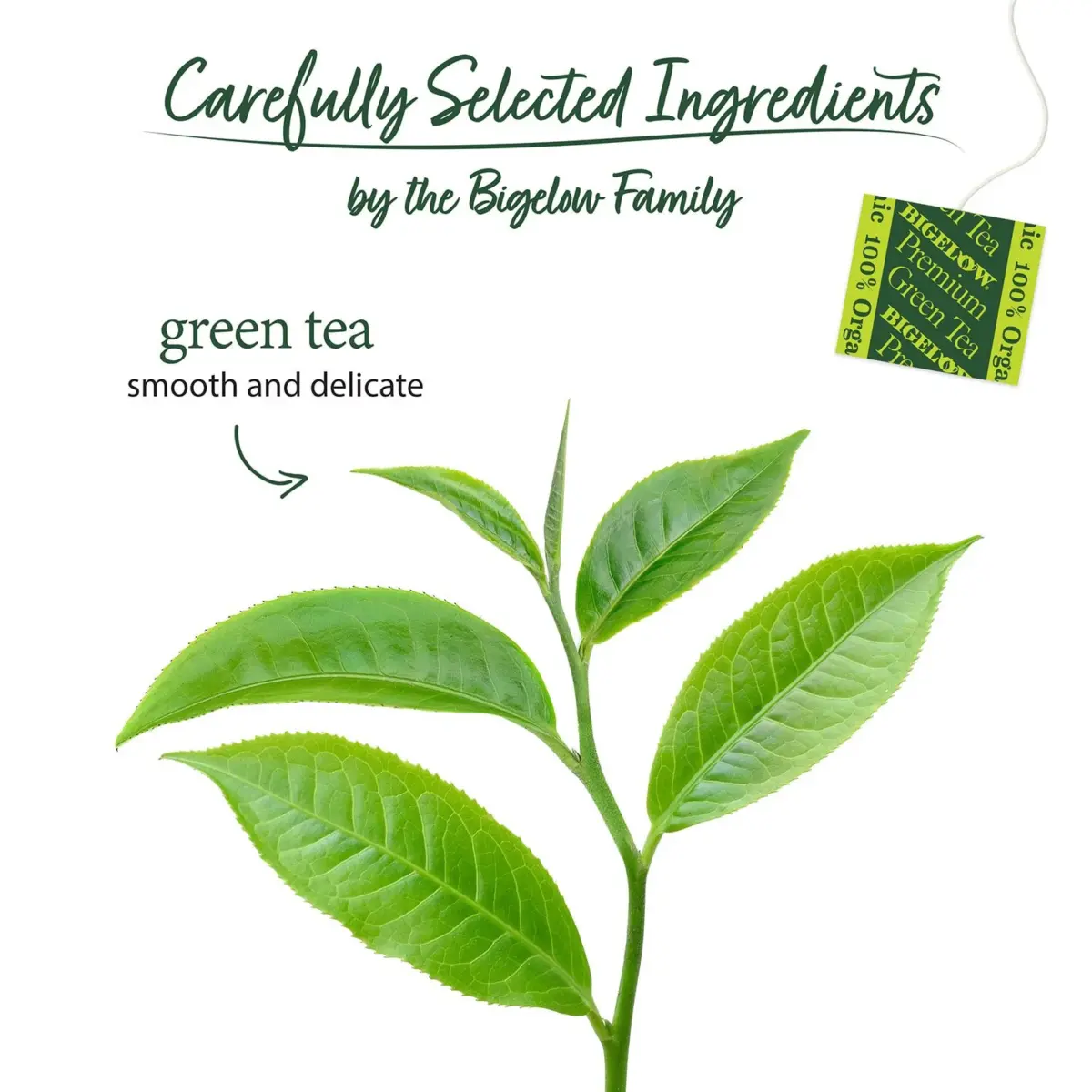 Bigelow Premium Organic Green Tea 160 ct. - Image 10