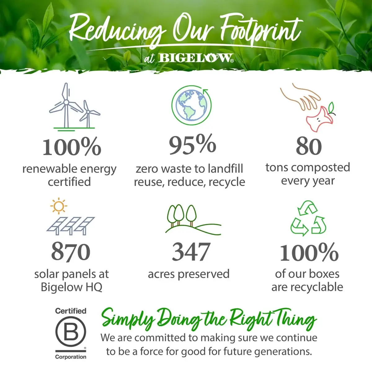 Bigelow Premium Organic Green Tea 160 ct. - Image 5